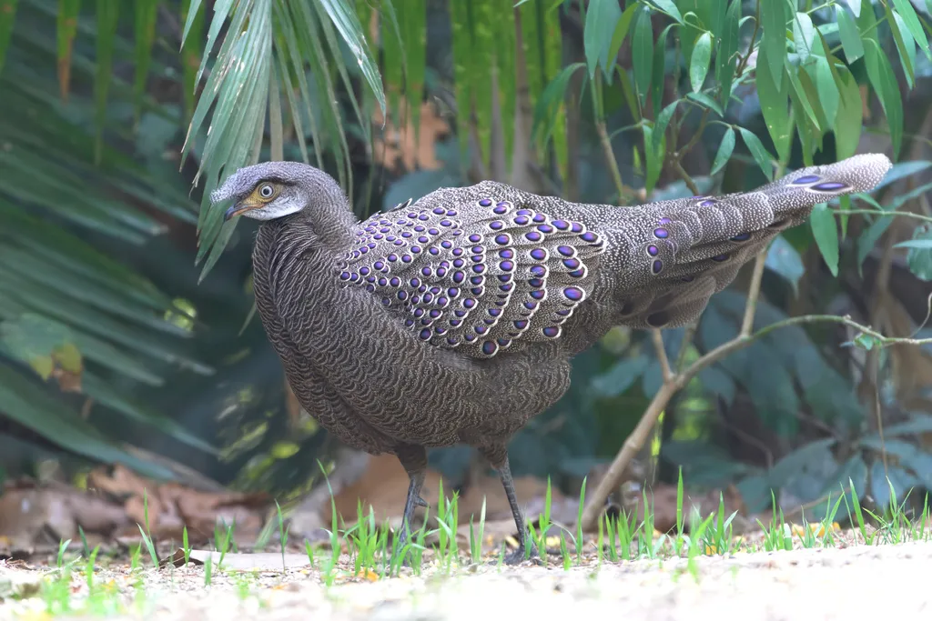 灰孔雀雉(Polyplectron bicalcaratum)
