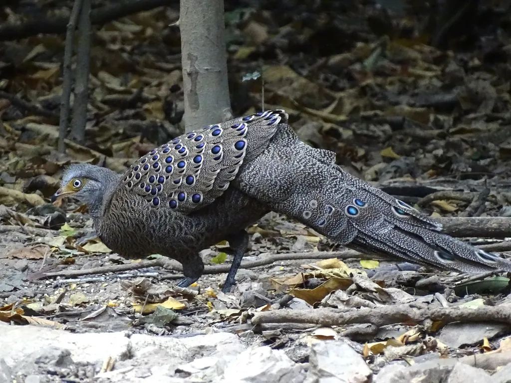 灰孔雀雉(Polyplectron bicalcaratum)