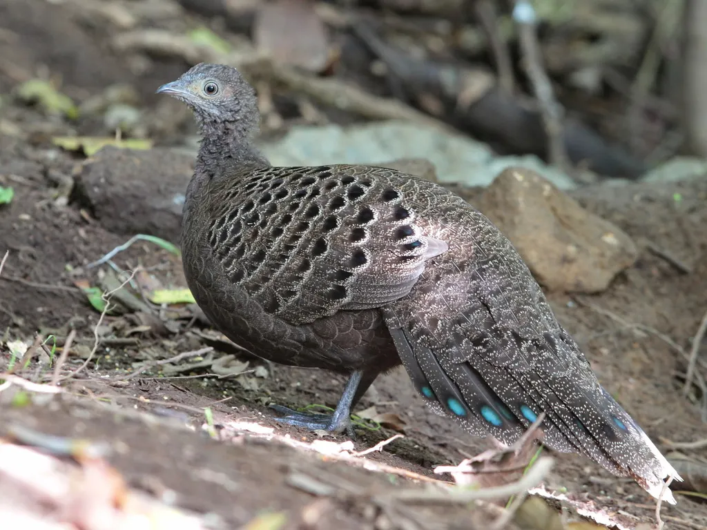 灰孔雀雉(Polyplectron bicalcaratum)