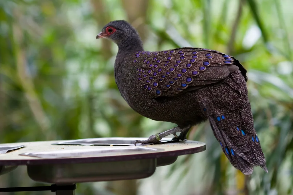 眼斑孔雀雉(Polyplectron germaini)