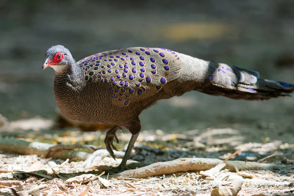 眼斑孔雀雉(Polyplectron germaini)