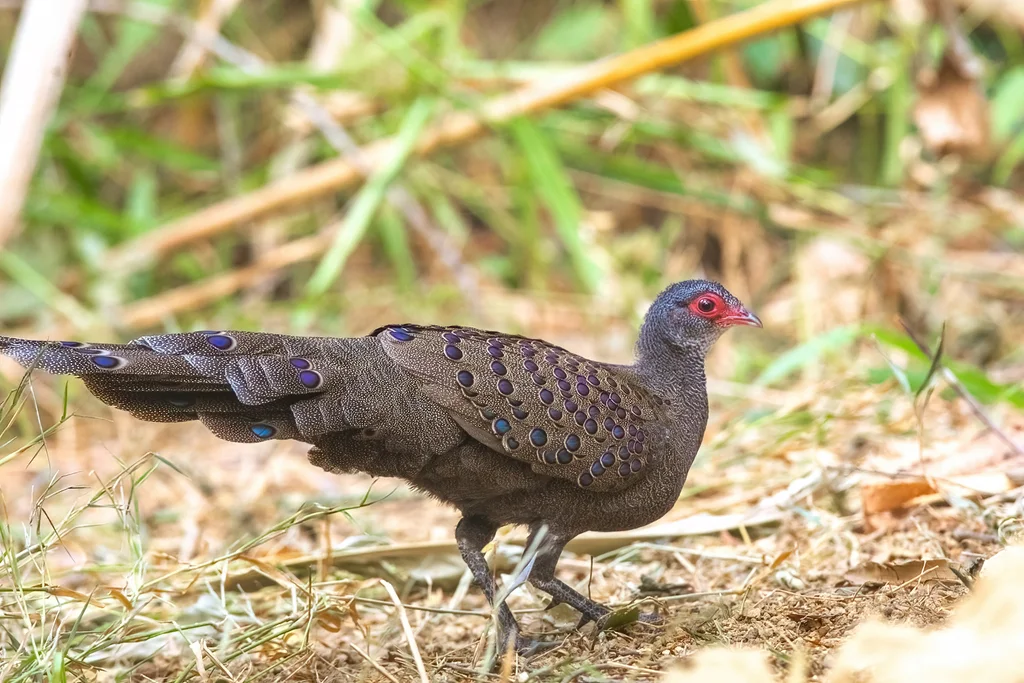 眼斑孔雀雉(Polyplectron germaini)