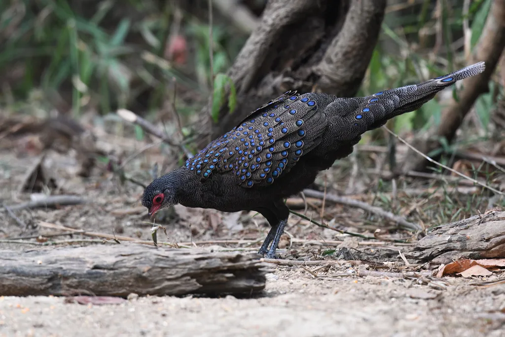 眼斑孔雀雉(Polyplectron germaini)
