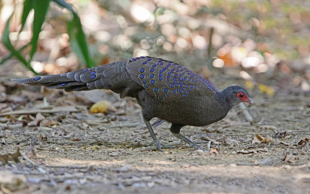 眼斑孔雀雉(Polyplectron germaini)