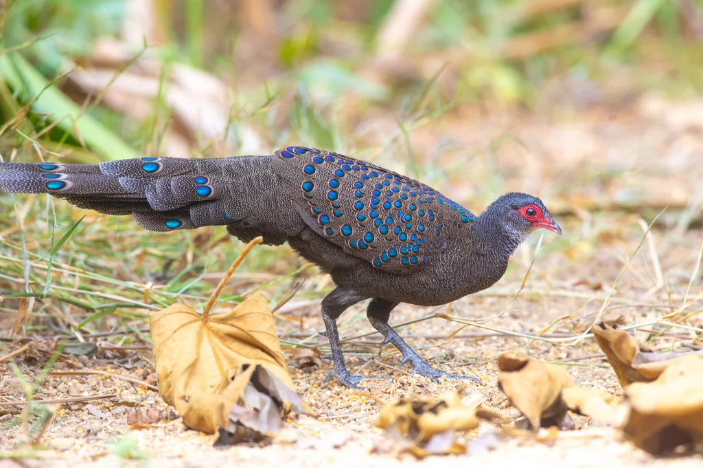 眼斑孔雀雉(Polyplectron germaini)