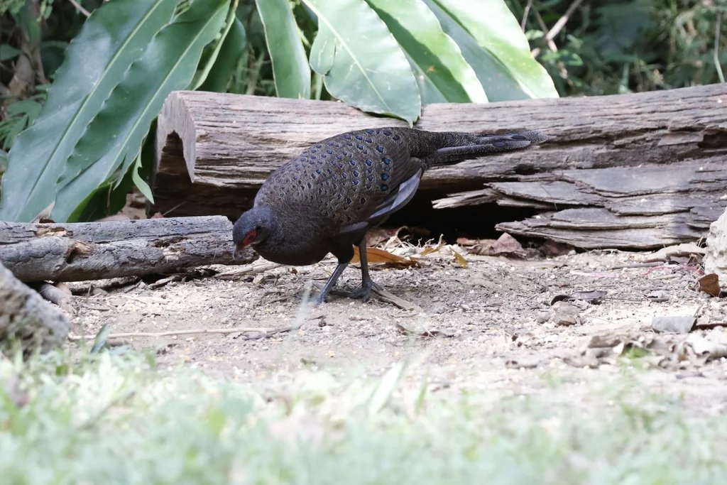 眼斑孔雀雉(Polyplectron germaini)