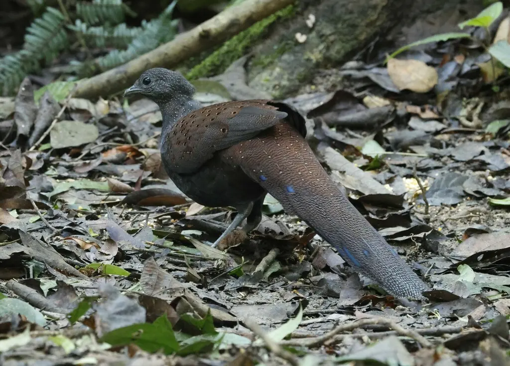 山孔雀雉(Polyplectron inopinatum)