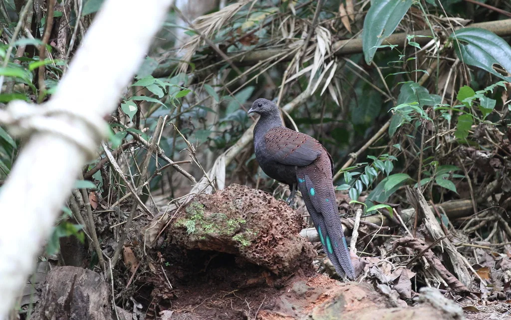 山孔雀雉(Polyplectron inopinatum)