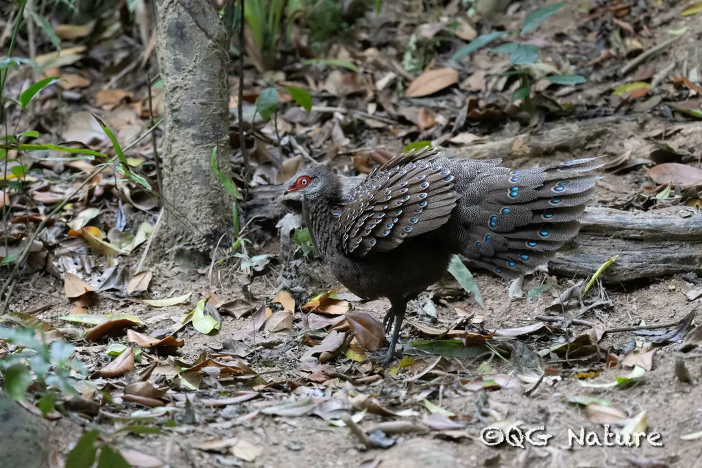 海南孔雀雉(Polyplectron katsumatae)