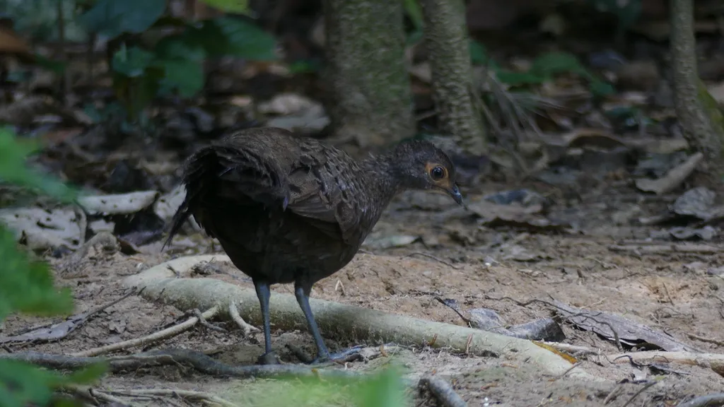 凤冠孔雀雉(Polyplectron malacense)
