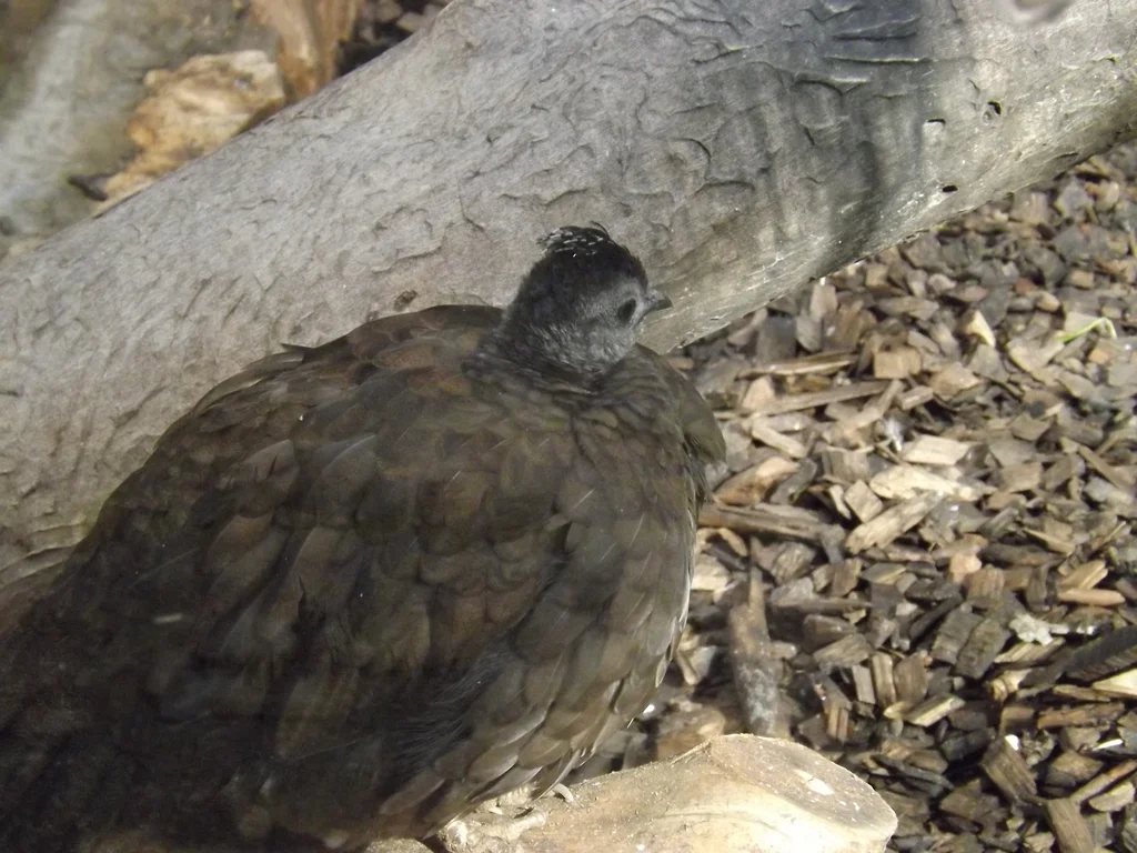 巴拉望孔雀雉(Polyplectron napoleonis)