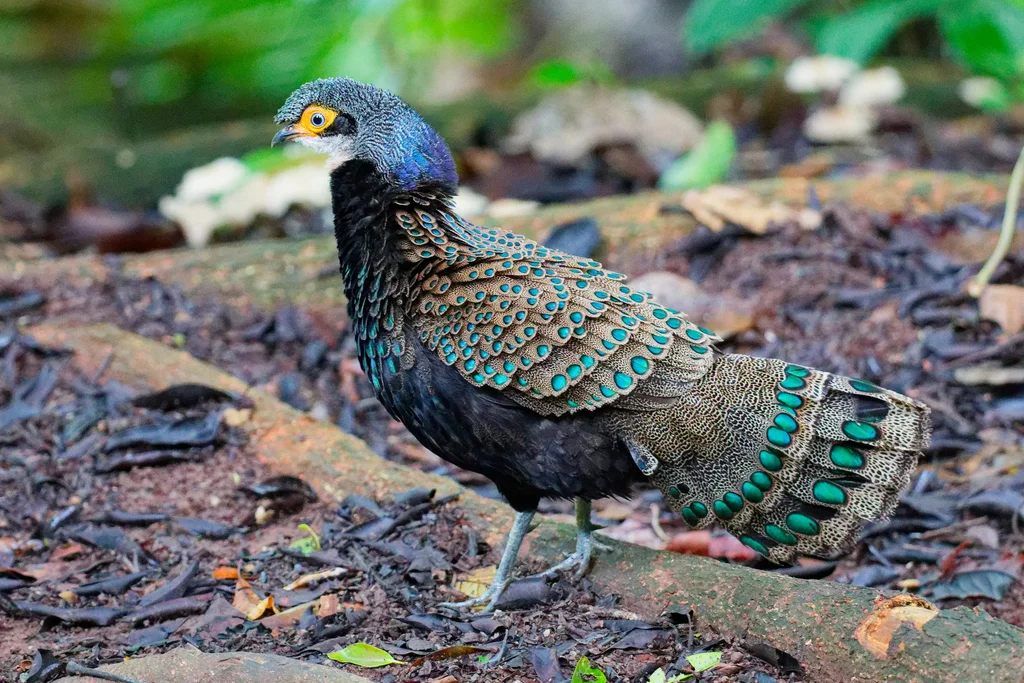加里曼丹孔雀雉(Polyplectron schleiermacheri)