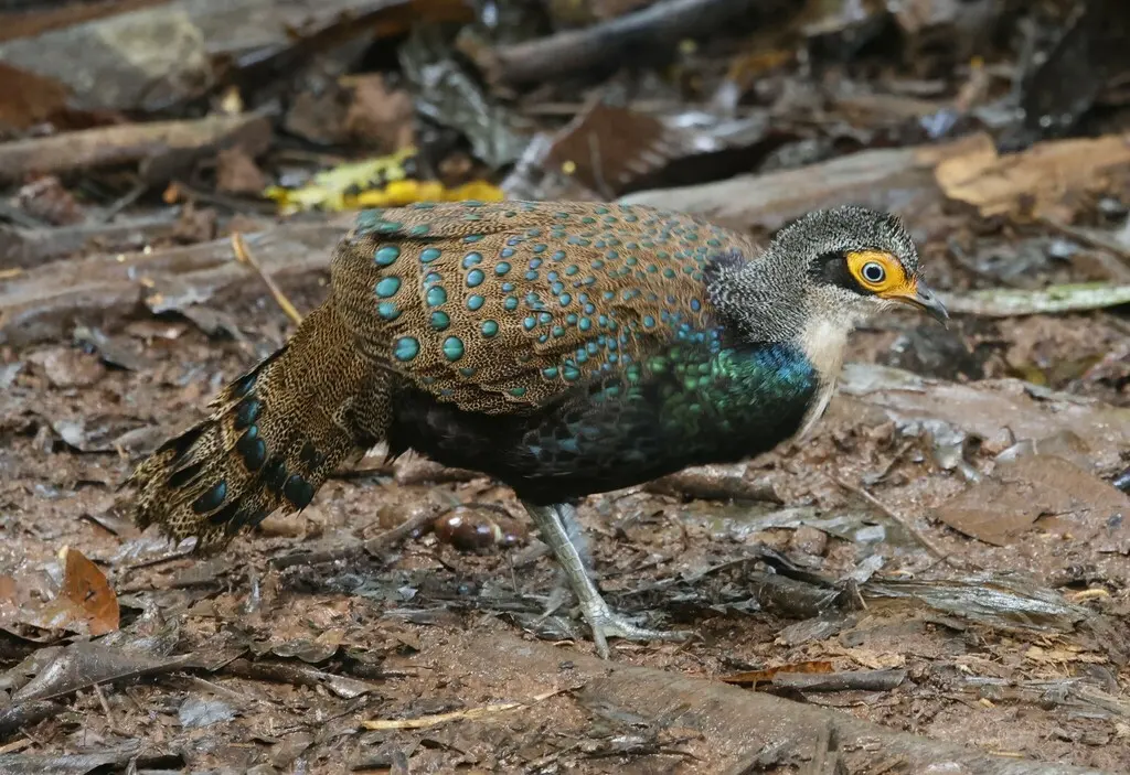加里曼丹孔雀雉(Polyplectron schleiermacheri)