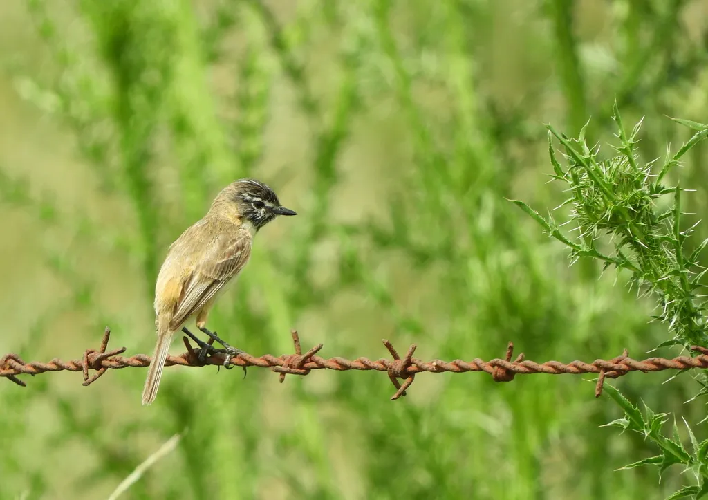 须多斑霸鹟(Polystictus pectoralis)
