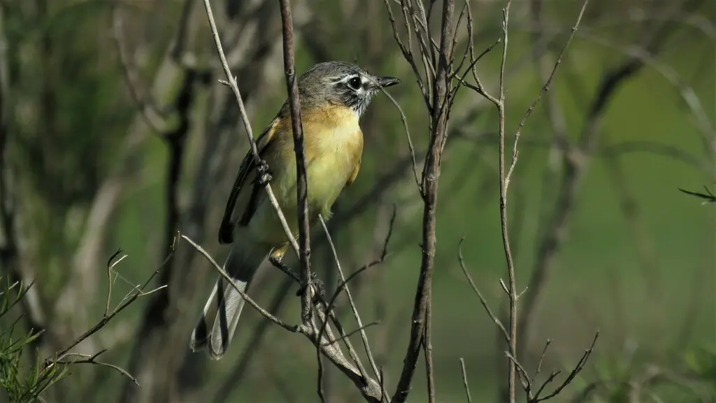 须多斑霸鹟(Polystictus pectoralis)