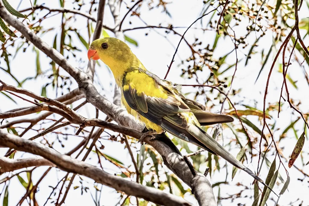 黄鹦鹉(Polytelis anthopeplus)
