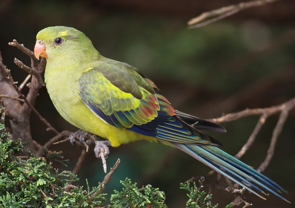 黄鹦鹉(Polytelis anthopeplus)