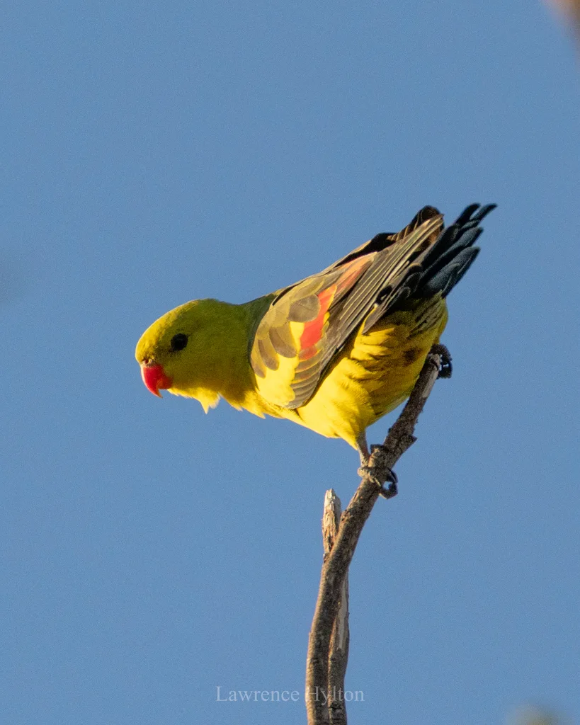 黄鹦鹉(Polytelis anthopeplus)
