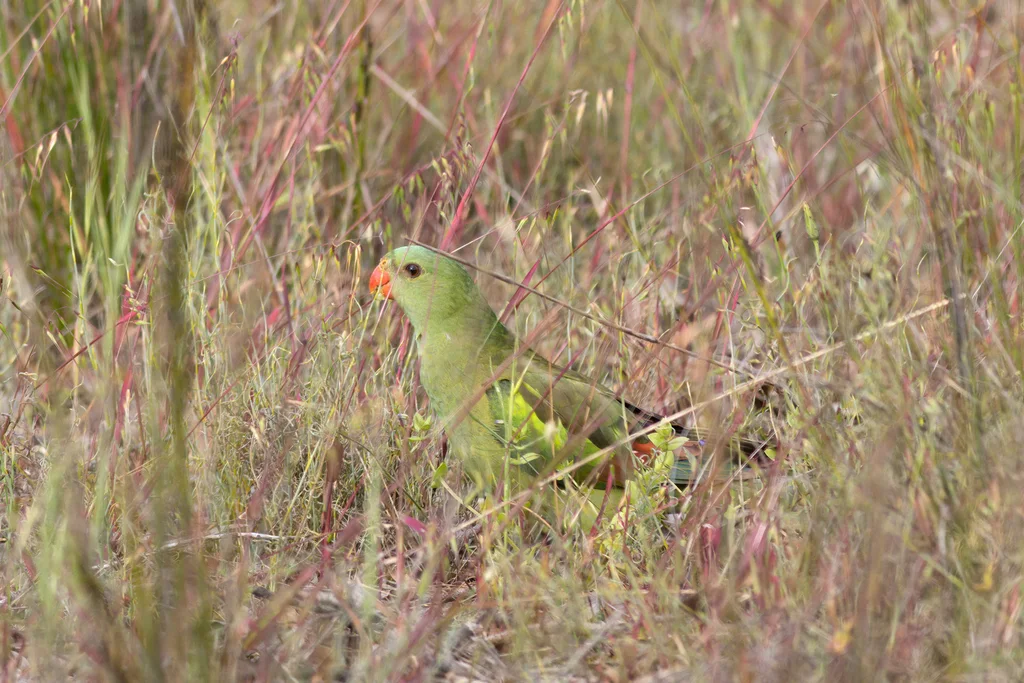 黄鹦鹉(Polytelis anthopeplus)