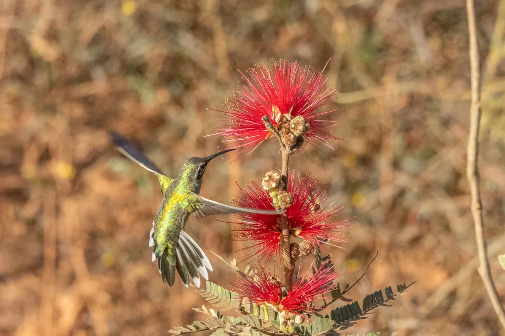白尾金喉蜂鸟(Polytmus guainumbi)