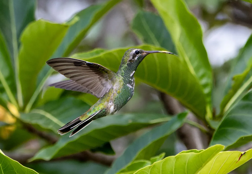 白尾金喉蜂鸟(Polytmus guainumbi)
