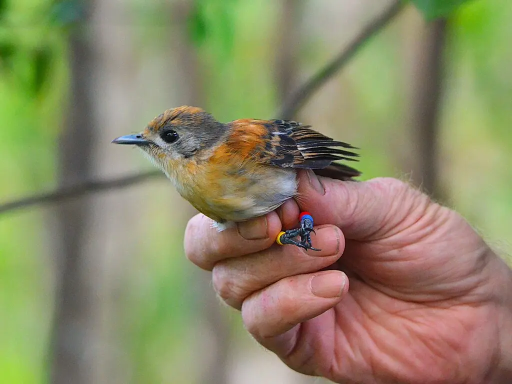 白腹果鹟(Pomarea dimidiata)
