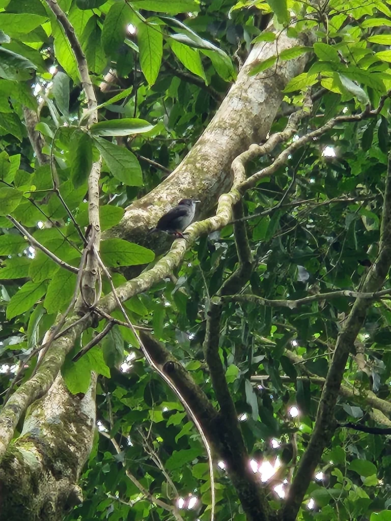白腹果鹟(Pomarea dimidiata)