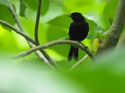 马克果鹟