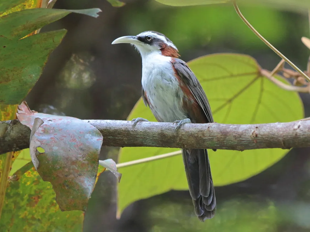巽他钩嘴鹛(Pomatorhinus bornensis)