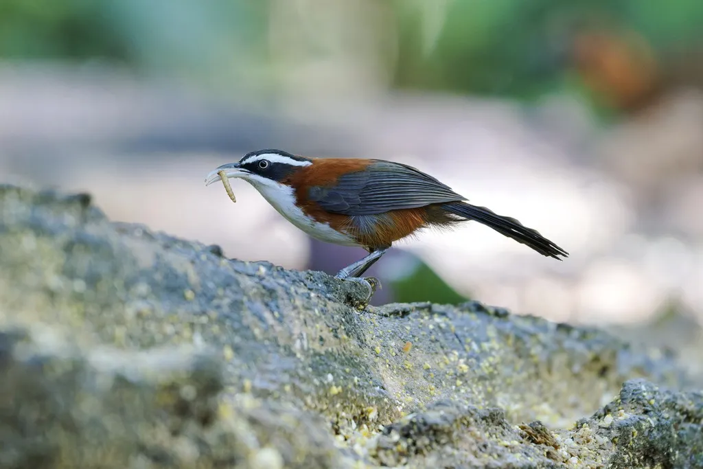 巽他钩嘴鹛(Pomatorhinus bornensis)