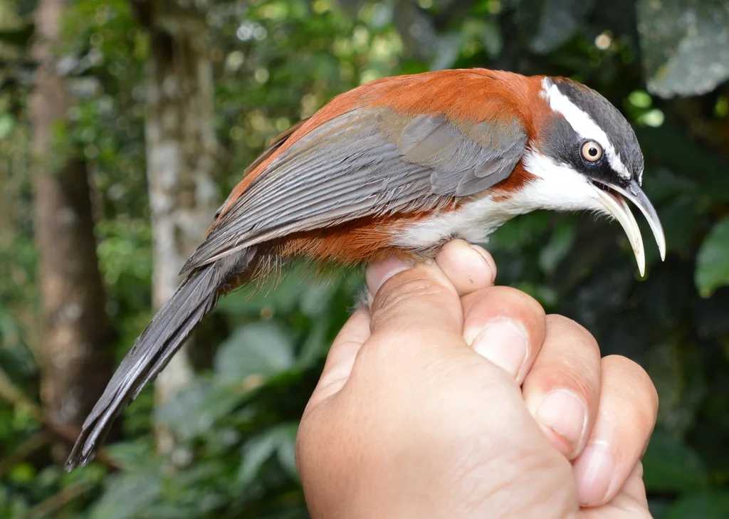 巽他钩嘴鹛(Pomatorhinus bornensis)