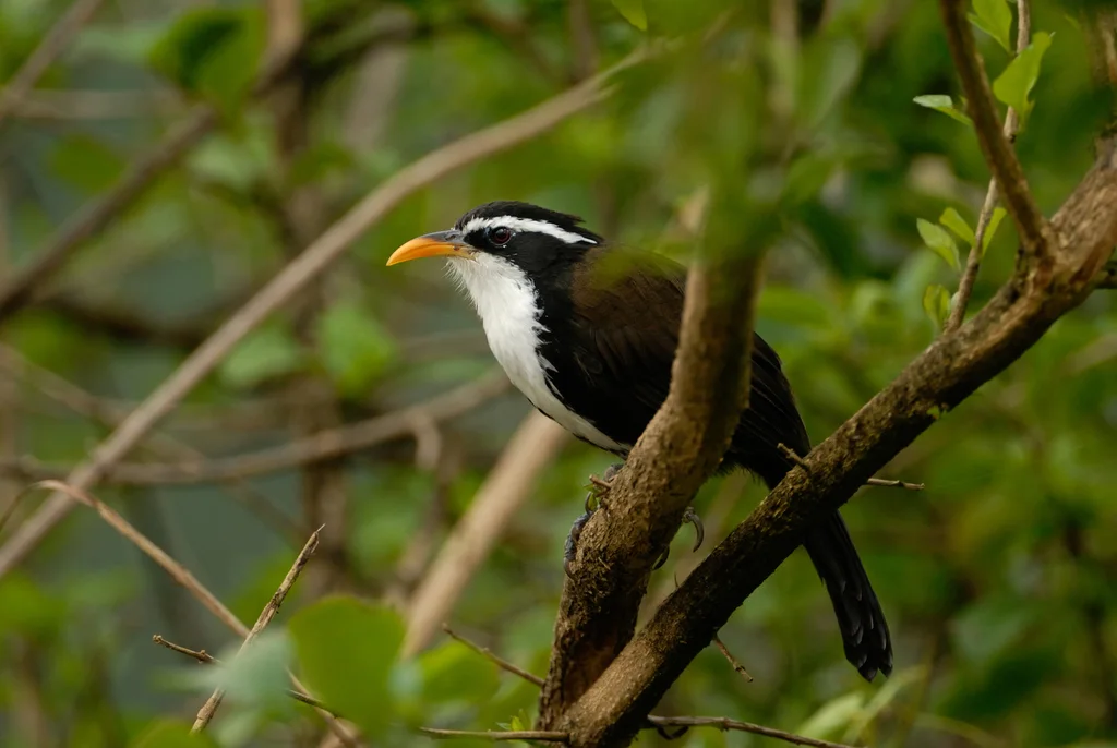 霍氏钩嘴鹛(Pomatorhinus horsfieldii)