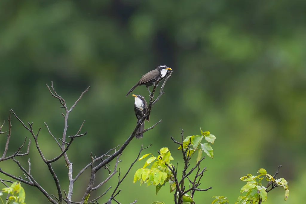 霍氏钩嘴鹛(Pomatorhinus horsfieldii)