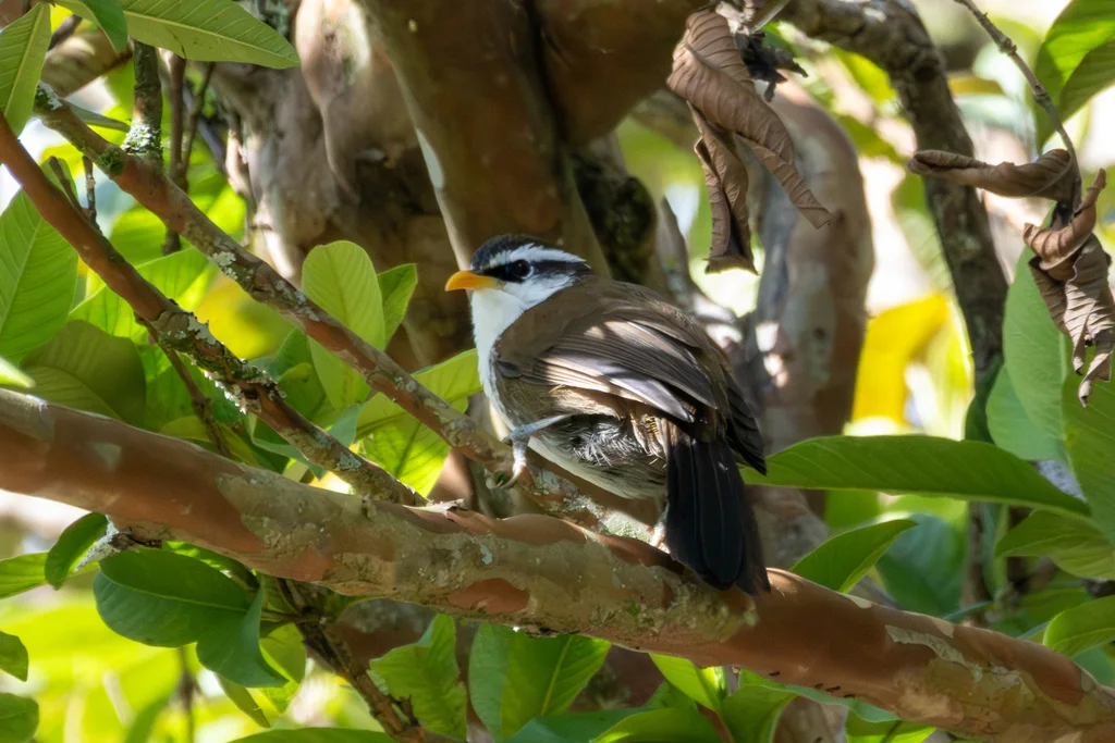 斯里兰卡钩嘴鹛(Pomatorhinus melanurus)