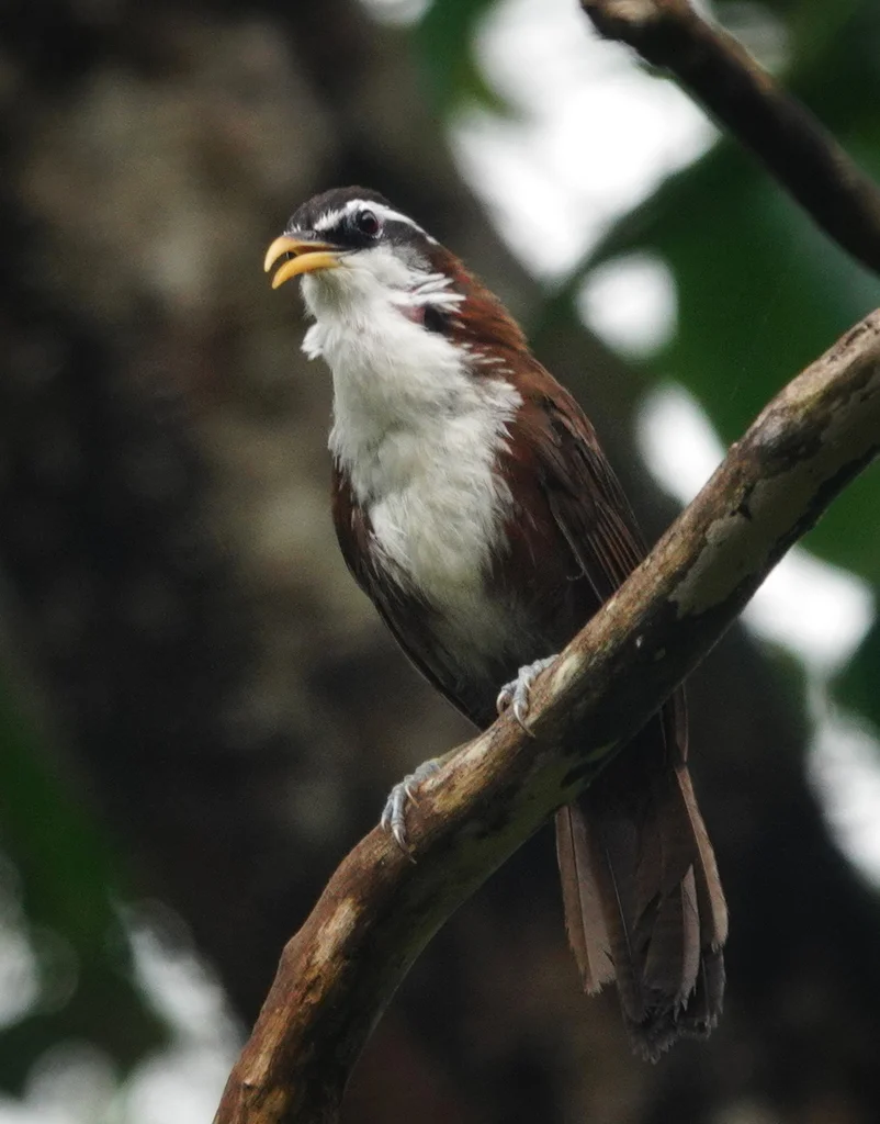 斯里兰卡钩嘴鹛(Pomatorhinus melanurus)