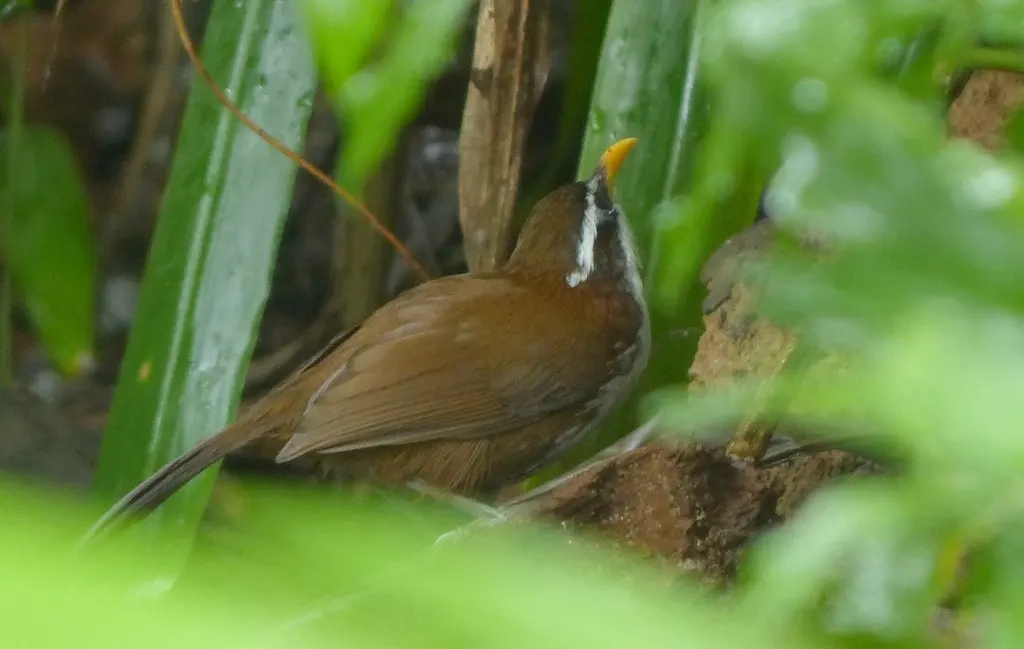 斯里兰卡钩嘴鹛(Pomatorhinus melanurus)