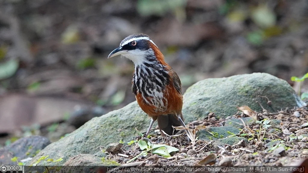 台湾棕颈钩嘴鹛(Pomatorhinus musicus)