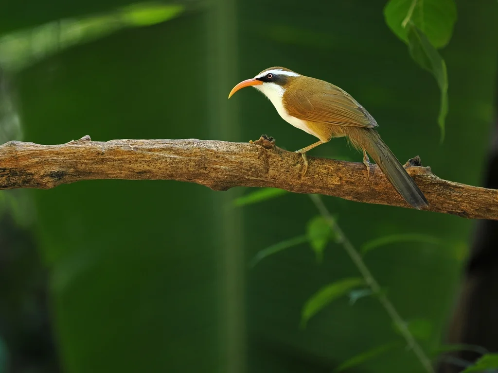 棕头钩嘴鹛(Pomatorhinus ochraceiceps)