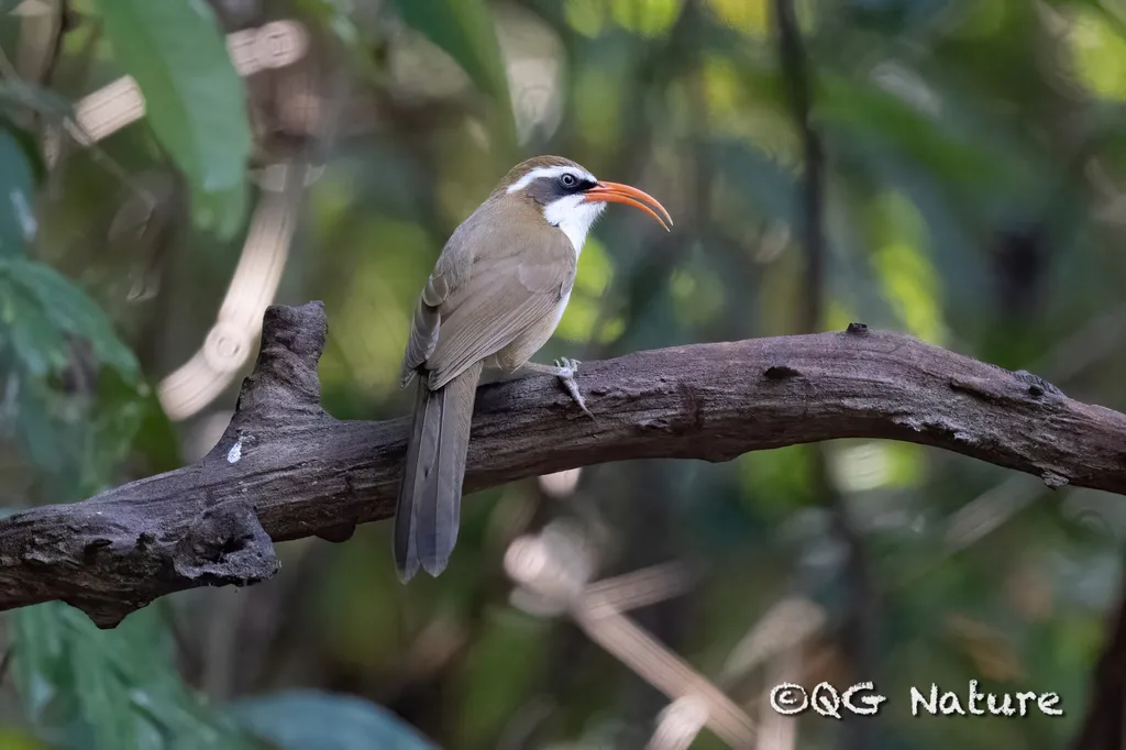 棕头钩嘴鹛(Pomatorhinus ochraceiceps)