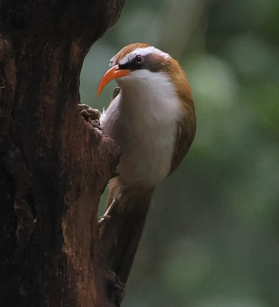 棕头钩嘴鹛(Pomatorhinus ochraceiceps)