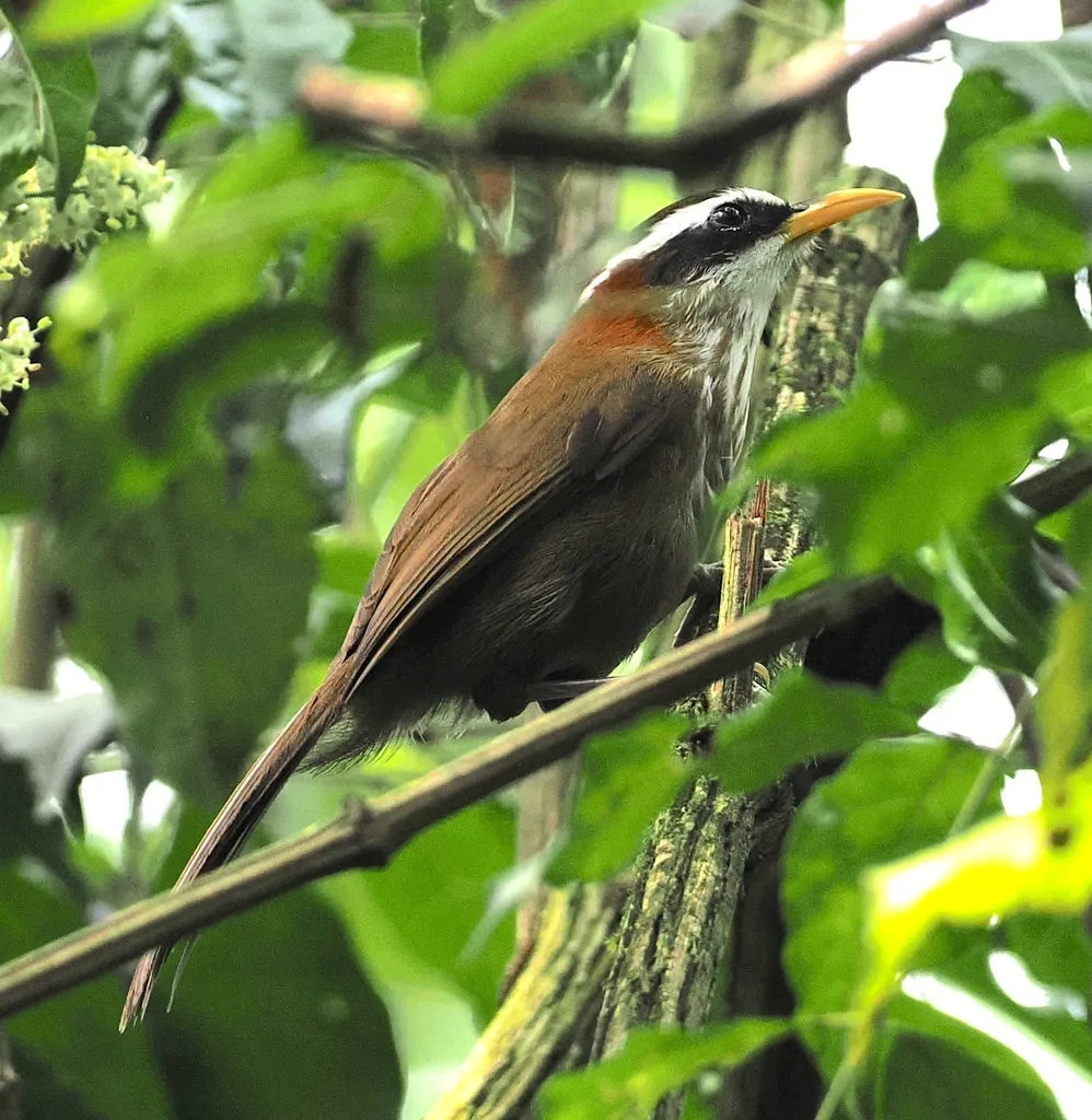 棕颈钩嘴鹛(Pomatorhinus ruficollis)