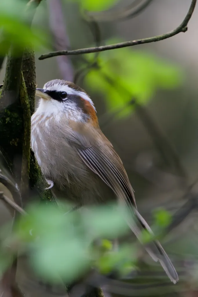 棕颈钩嘴鹛(Pomatorhinus ruficollis)