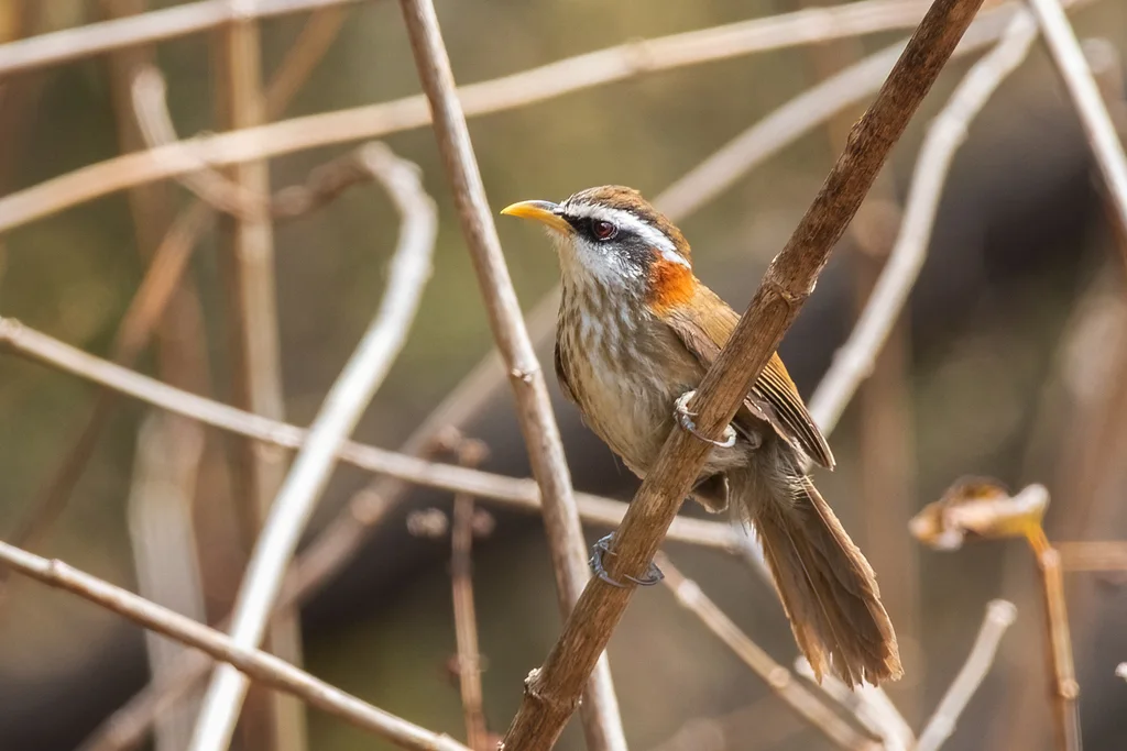 棕颈钩嘴鹛(Pomatorhinus ruficollis)