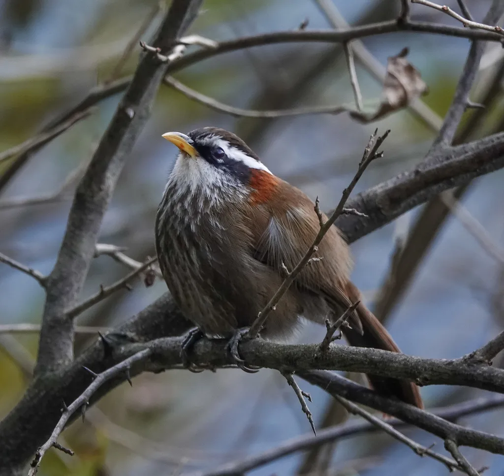 棕颈钩嘴鹛(Pomatorhinus ruficollis)