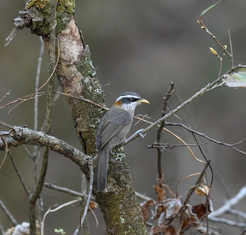 棕颈钩嘴鹛(Pomatorhinus ruficollis)