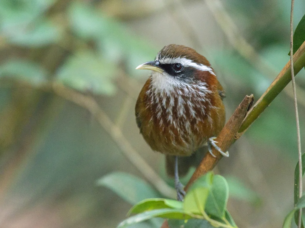 棕颈钩嘴鹛(Pomatorhinus ruficollis)