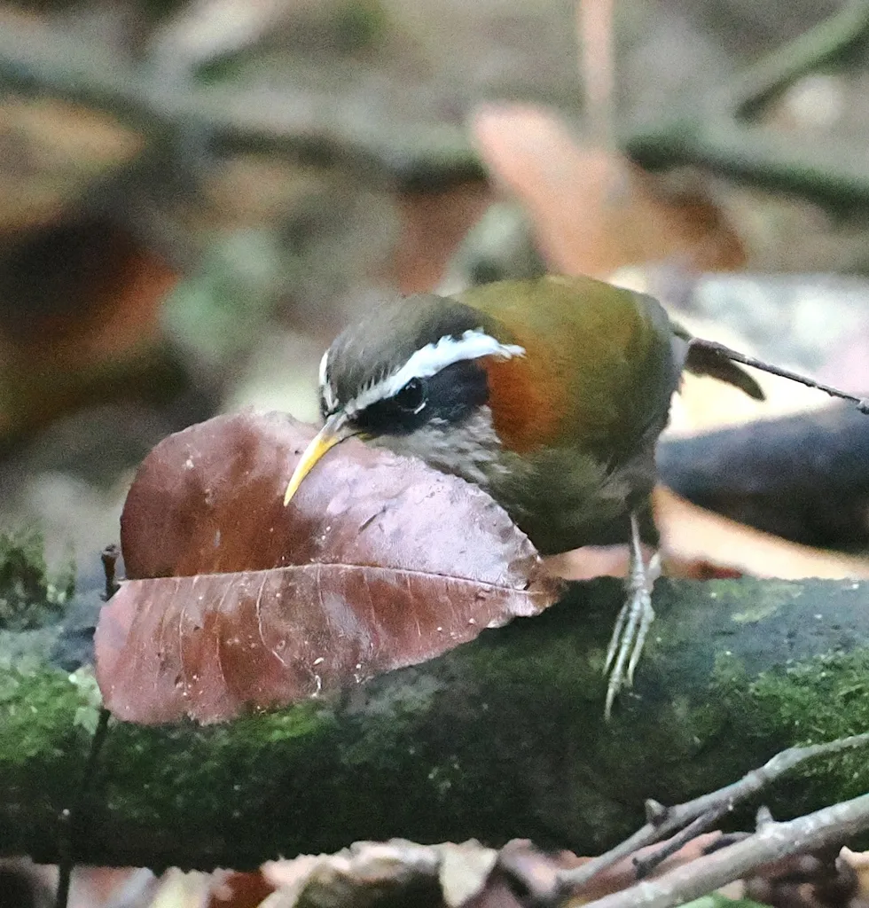 棕颈钩嘴鹛(Pomatorhinus ruficollis)