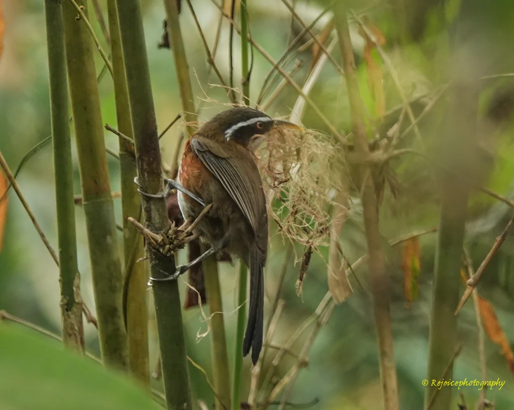 灰头钩嘴鹛(Pomatorhinus schisticeps)