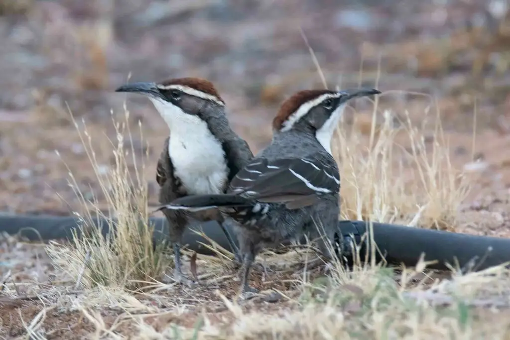 栗冠弯嘴鹛(Pomatostomus ruficeps)