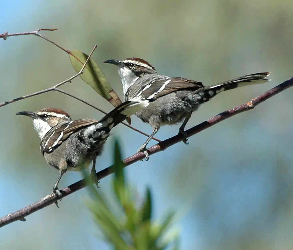 栗冠弯嘴鹛(Pomatostomus ruficeps)